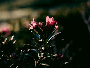 Preview wallpaper flower, dark, leaves, petals
