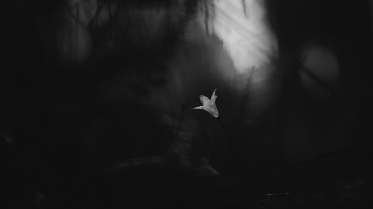 Wallpaper flower, darkness, petals, black and white