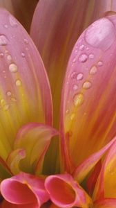 Preview wallpaper flower, delicate, pink, drops, wet