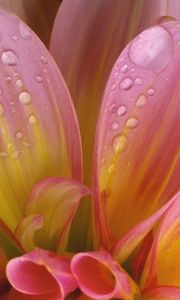 Preview wallpaper flower, delicate, pink, drops, wet