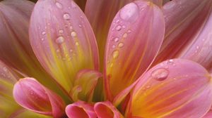 Preview wallpaper flower, delicate, pink, drops, wet