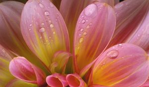 Preview wallpaper flower, delicate, pink, drops, wet