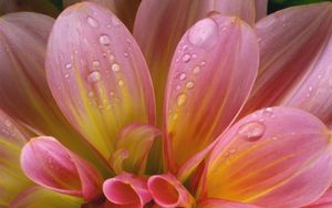 Preview wallpaper flower, delicate, pink, drops, wet