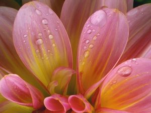 Preview wallpaper flower, delicate, pink, drops, wet