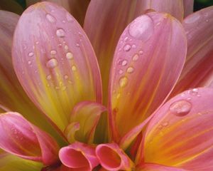 Preview wallpaper flower, delicate, pink, drops, wet