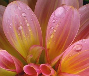 Preview wallpaper flower, delicate, pink, drops, wet