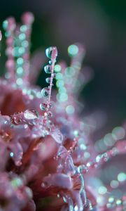 Preview wallpaper flower, dew, drops, macro, blur, glare