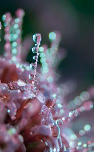 Preview wallpaper flower, dew, drops, macro, blur, glare