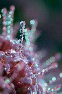 Preview wallpaper flower, dew, drops, macro, blur, glare