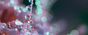 Preview wallpaper flower, dew, drops, macro, blur, glare