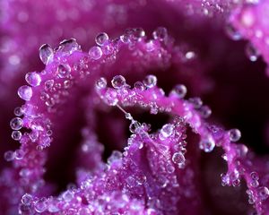 Preview wallpaper flower, dew, drops, petals