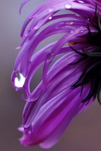 Preview wallpaper flower, drop, lilac