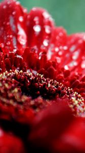 Preview wallpaper flower, drop, moisture, red, dark