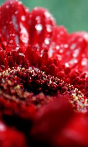 Preview wallpaper flower, drop, moisture, red, dark