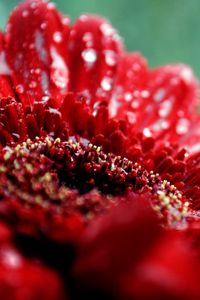 Preview wallpaper flower, drop, moisture, red, dark