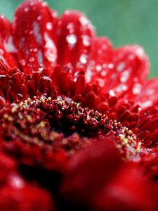 Preview wallpaper flower, drop, moisture, red, dark