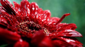 Preview wallpaper flower, drop, moisture, red, dark