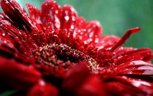 Preview wallpaper flower, drop, moisture, red, dark