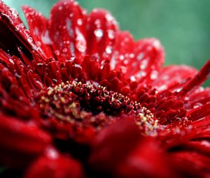 Preview wallpaper flower, drop, moisture, red, dark