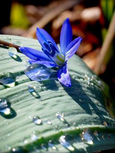 Preview wallpaper flower, drop, nature, leaf