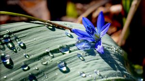 Preview wallpaper flower, drop, nature, leaf