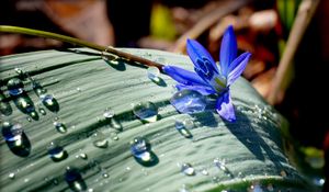 Preview wallpaper flower, drop, nature, leaf