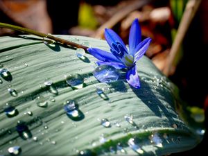 Preview wallpaper flower, drop, nature, leaf