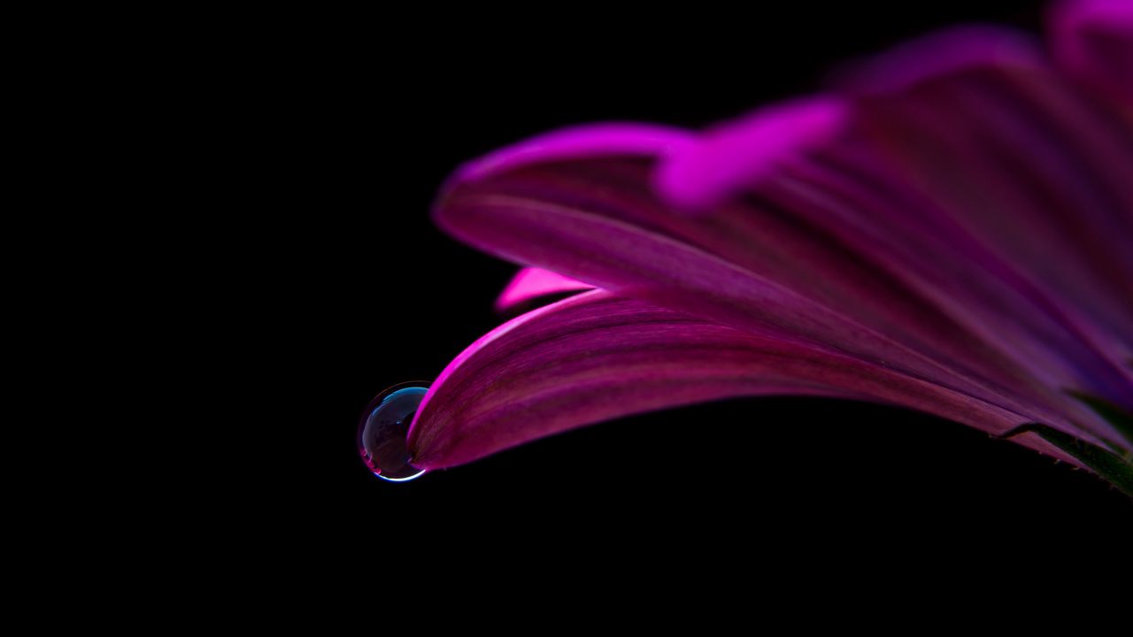Wallpaper flower, drop, petals, close-up