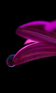 Preview wallpaper flower, drop, petals, close-up