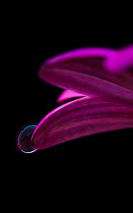 Preview wallpaper flower, drop, petals, close-up