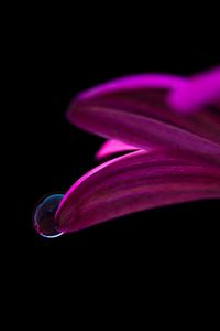 Preview wallpaper flower, drop, petals, close-up