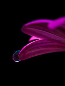 Preview wallpaper flower, drop, petals, close-up