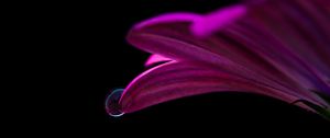 Preview wallpaper flower, drop, petals, close-up