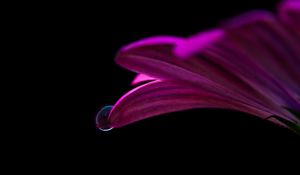 Preview wallpaper flower, drop, petals, close-up