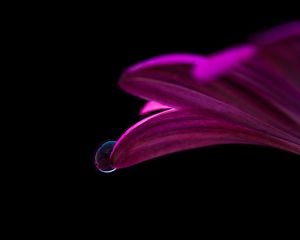 Preview wallpaper flower, drop, petals, close-up