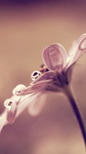 Preview wallpaper flower, drop, reflections, petals