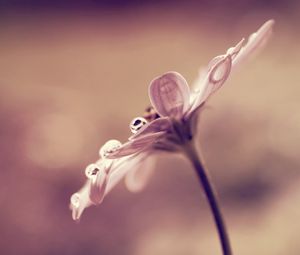 Preview wallpaper flower, drop, reflections, petals