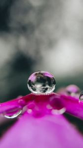 Preview wallpaper flower, drop, water, macro, reflection