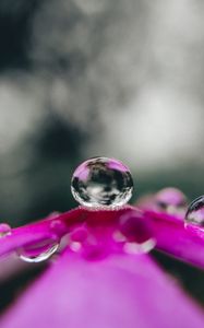 Preview wallpaper flower, drop, water, macro, reflection