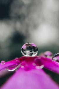 Preview wallpaper flower, drop, water, macro, reflection