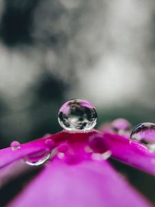 Preview wallpaper flower, drop, water, macro, reflection