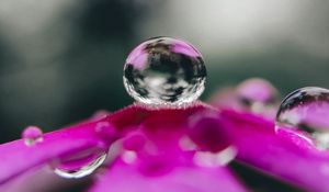 Preview wallpaper flower, drop, water, macro, reflection