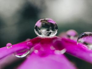 Preview wallpaper flower, drop, water, macro, reflection