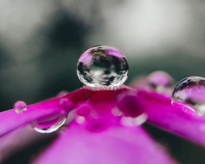 Preview wallpaper flower, drop, water, macro, reflection