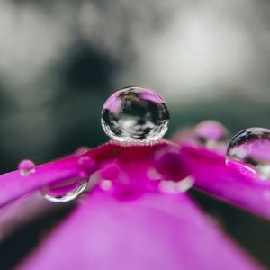 Preview wallpaper flower, drop, water, macro, reflection