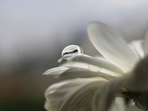 Preview wallpaper flower, drop, white, flashing