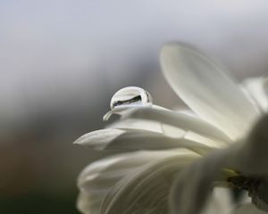 Preview wallpaper flower, drop, white, flashing