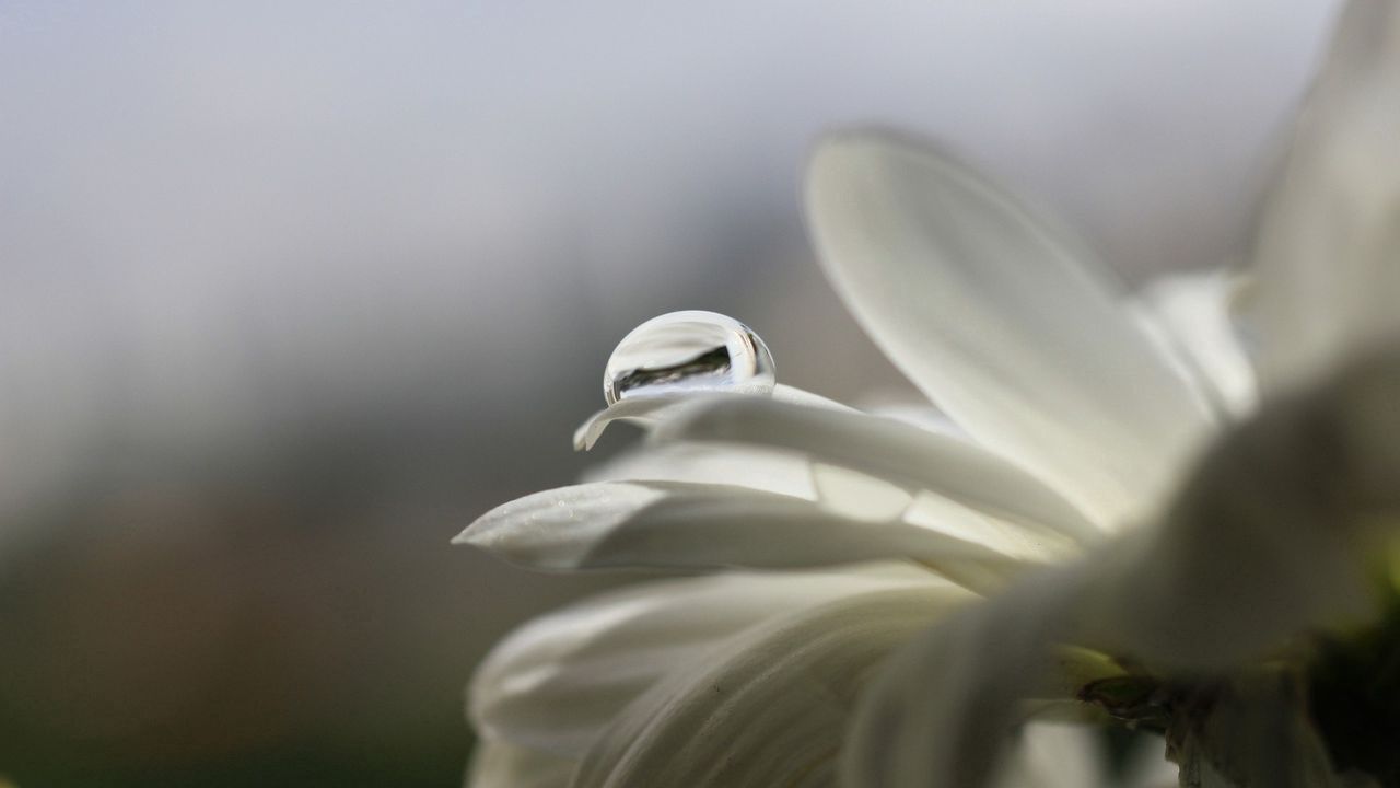 Wallpaper Flower, Drop, White, Flashing Hd, Picture, Image