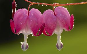 Preview wallpaper flower, droplet, steam, plant