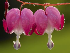 Preview wallpaper flower, droplet, steam, plant